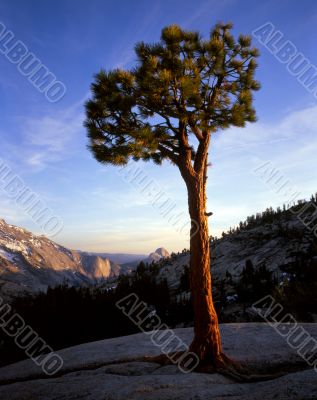 Olmsted Point Pine Tree