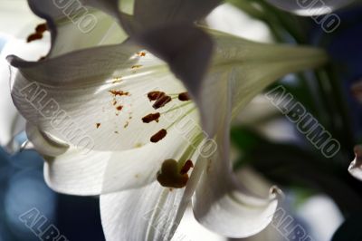 lily in morning