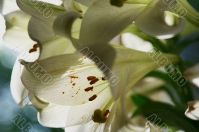 lily in morning