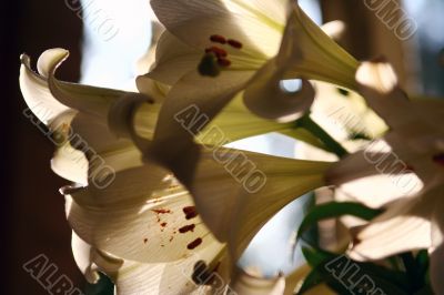 lily in morning