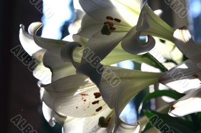 lily in morning