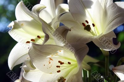 lily in morning