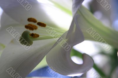 lily in morning