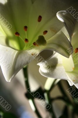 lily at morning