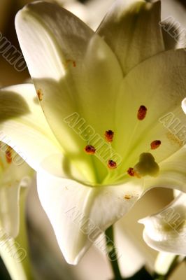 lily in morning