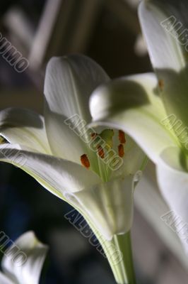 lily at morning