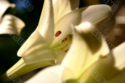 lily at morning