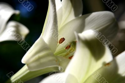 lily at morning