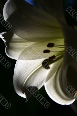 lily at morning