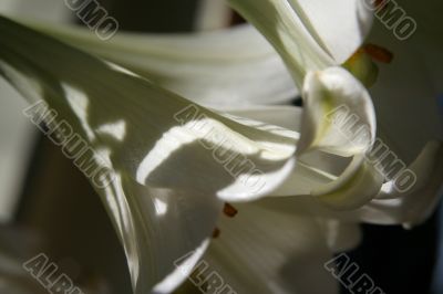 lily at morning