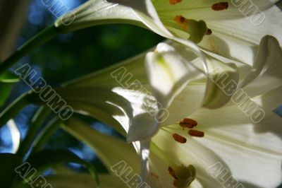 lily at morning