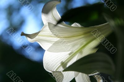 lily at morning