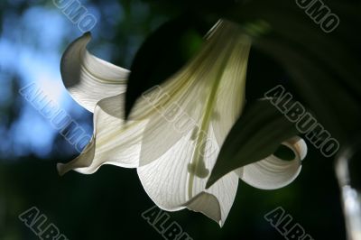 lily at morning
