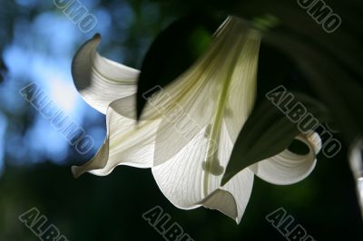 lily at morning