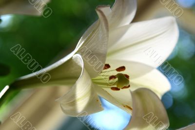 lily at morning