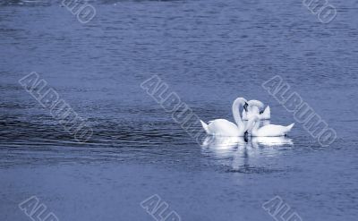 Three white swans