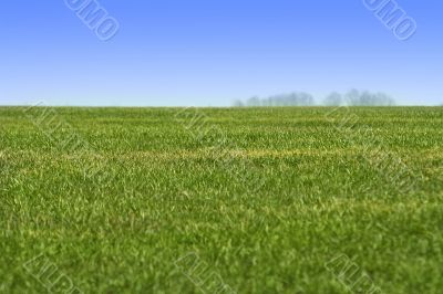 sky and green grass landscape