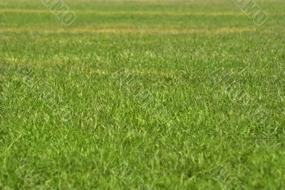 Green grass background