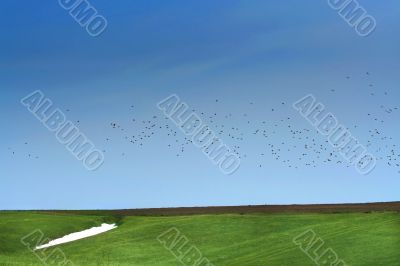 Spring. Snow, green grass and bird