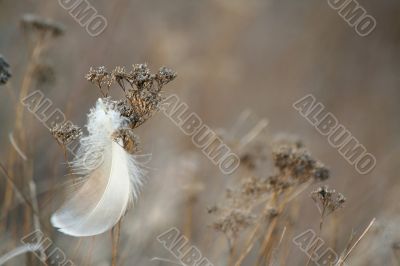  Feather and grass.