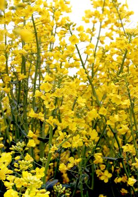 canola background