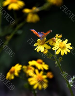 butterfly background