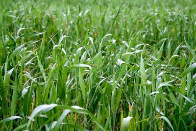 grass background