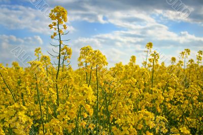 Canola background