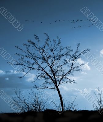 Silhouette of a tree