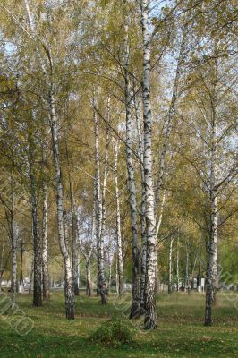 Yellow fall birch alley perspective