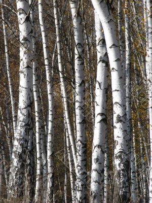 White birhc logs row