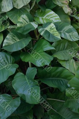 Leaves close up