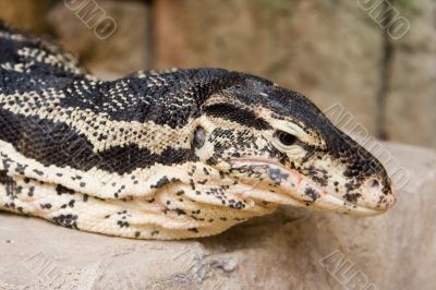 Reptile