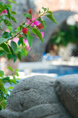 Leaves on pool
