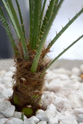 Roots on flowerpot