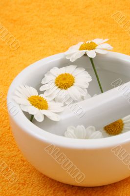 camomile