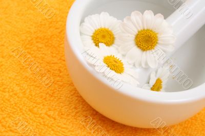 camomile