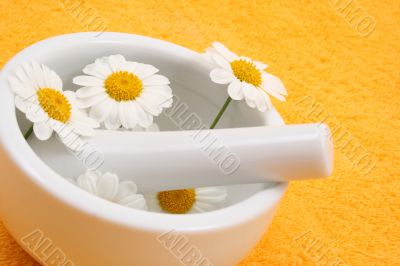 camomile