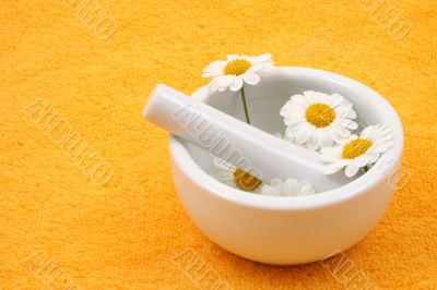 camomile