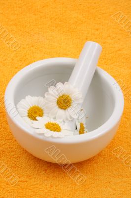 camomile