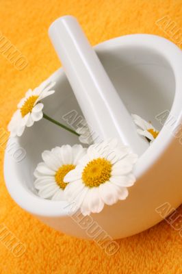 camomile