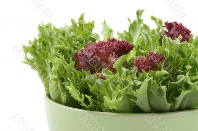 lettuce