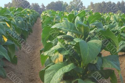 Tobacco Field