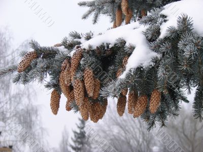 Snow-covered fur-tree branch with cones