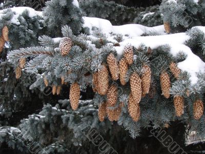 Snow-covered fur-tree branch with cones