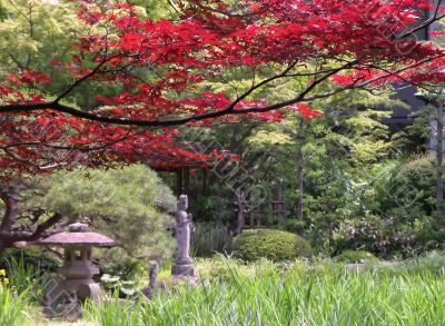 Early autumn Japanese garden