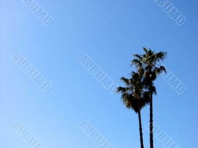 Palm trees