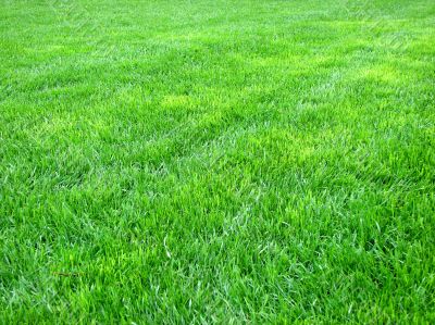 Green grass
