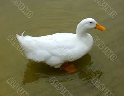 Duck.