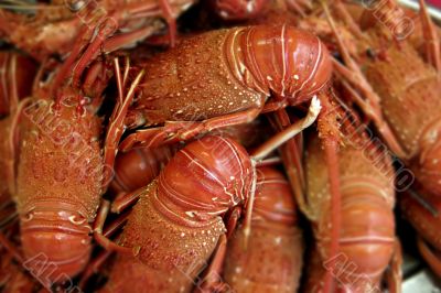 Lobsters